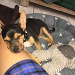 Keeping Up With Dexter - @dexterfromsydney - Instagram