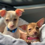 Sydney and Dexter - @sydneyanddexter - Instagram