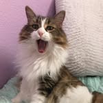 Sydney Dodson - @sydneydodson20 - Instagram