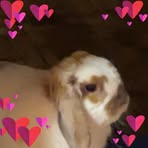 Sydney Tran - Facebook