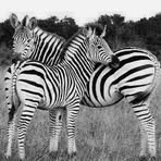 Sydney Dube - Facebook
