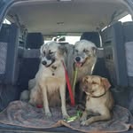 Max Indy Kira Sydney & Ginger🐾 - @lib67avi - Instagram