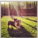 Sydney & Ginger🐾 - @livesofsydneyandginger - Instagram