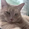 Sydney - @sydneyginger4 - TikTok
