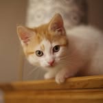 Sydney - @sydneythegingerkitty - Instagram