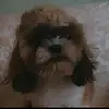 sydneyginger - @azami201910 - TikTok