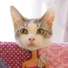 sydneylkellam - @sydneylkellam - TikTok