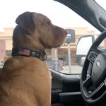 Sydney Lambert - @lambertgroomingpage - Instagram
