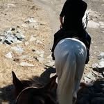 Sydney Long - @connectwithyourhorse - Instagram