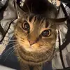 syd - @sydney.lowe_ - TikTok