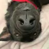 Sydney Likes Doggos - @sydney_lowe - TikTok