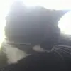 maxwellsydney - @maxwellsydney1 - TikTok