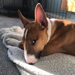 Sydney Beans McCann - @sydney_englishbullterrier - Instagram