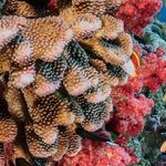Sydney parks - @papiyay0 - Instagram