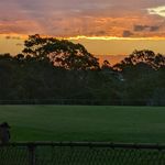 Sydney Parks for Dogs - @sydneyparksfordogs - Instagram