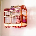 @iranian_pigeon_sydney - Instagram