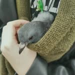 Pigeons of west Sydney NSW - @pigeons.and.pigs - Instagram