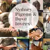 sydney pigeon rescues - @sydneypigeonrescues - TikTok