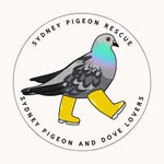 @sydneypigeonrescue - Instagram