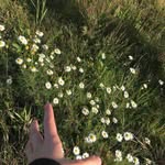 Sydney - @sydney_rowley__9qao - Instagram