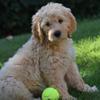 sydneytalbott - @buyingapuppy - TikTok