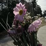 Sydney Wong - @lavenderspictures - Instagram