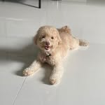 Sydney Wong 🐶🐶 - @nini_the_maltipoo - Instagram