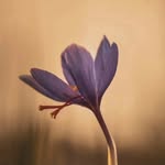 syed_ batool - @syed_.batool - Instagram