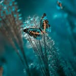 Syed Batool - @syed_sahibah - Instagram