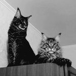 Arnold & Sylvester, the Cats - @arnold_and_sylvester - Instagram
