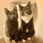 Sylvester & Arnold - @sylvesterandarngel - Instagram