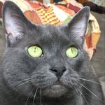sylvester&arnold - @sylvesternarnold - Instagram
