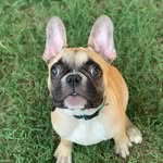 Frederick Sylvester - @fredericksylvesterthefrenchie - Instagram