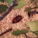 Sylvester Hill - @entomology.ontheside - Instagram