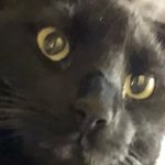 syl - @sylvesterthehousepanther - Instagram