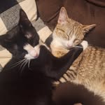 Jasper Sylvester - @jasper_sylvester - Instagram