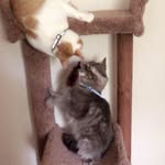Simba, Sylvester, & Jasper - @groovecrewtrifecta - Instagram