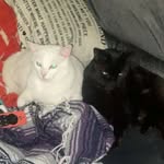 Sylvester and Jasper - @sylvesterandjaspersadventures - Instagram