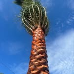 Sylvester King 🌴👑🌴 - @thepalmguyfl - Instagram
