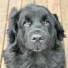Sylvester Leonard - @sylvester.leonard - TikTok