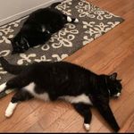 Sylvester and Little Bear - @sylvester.littlebear - Instagram