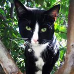 Sylvester Lopez - @the_cat_sylvester_ - Instagram