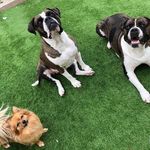 ♡︎𝙩𝙝𝙚 𝙥𝙚𝙧𝙛𝙚𝙘𝙩 𝙙𝙤𝙜 𝙛𝙖𝙢𝙞𝙡𝙮♡︎ - @sylvester.luna.simba - Instagram