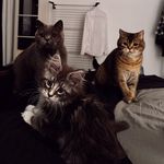 Catstagram (Maine Coon; British Shorthair) - @lunabuddhisylvester - Instagram