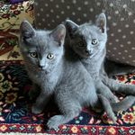 Luna & Sylvester - @lunaandsylvester - Instagram