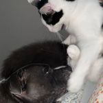 Luna and sylvester🐱🐶 - @luna.and.sylvester - Instagram