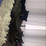 Luna And Sylvester - @luna_sylvesterlovw_ - Instagram
