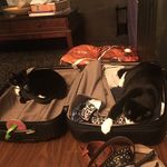 @luna_sylvester_cats - Instagram