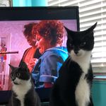Sylvester and Luna - @sylvester_and_luna_the_kitties - Instagram
