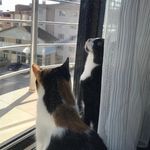 Sylvester and Luna - Blind Cats - @sylvesterandluna - Instagram